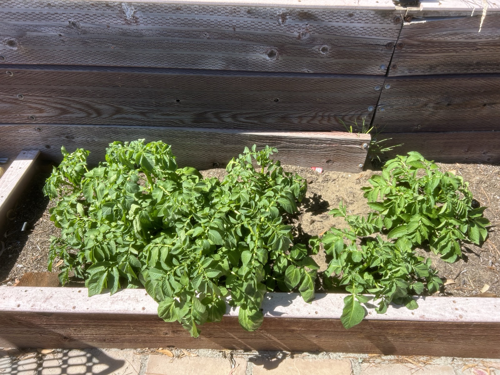 Potato plants growing in a raised garden bed