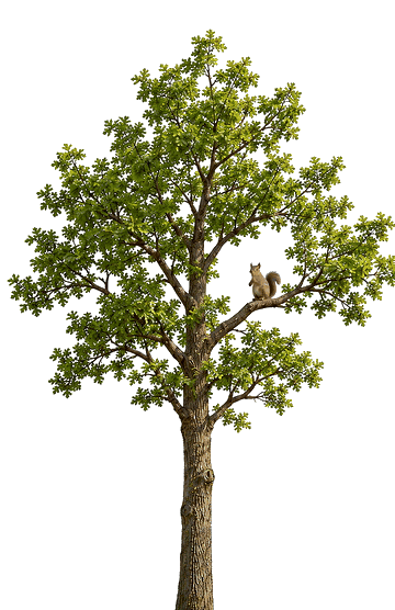 A squirrel in a tree